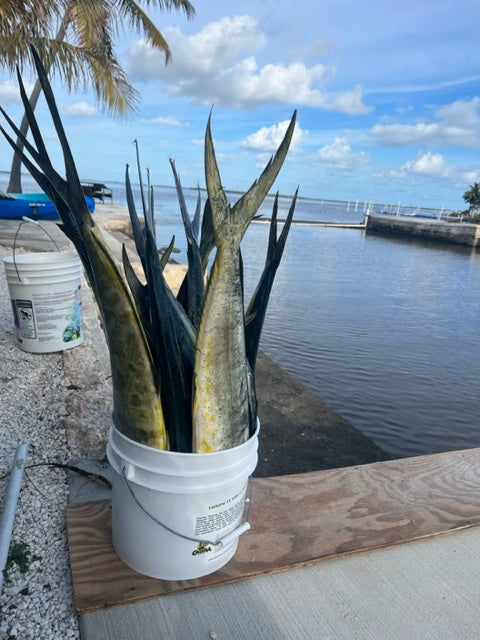Picture of a bucket of mahi on a dock